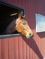 Häst i sol